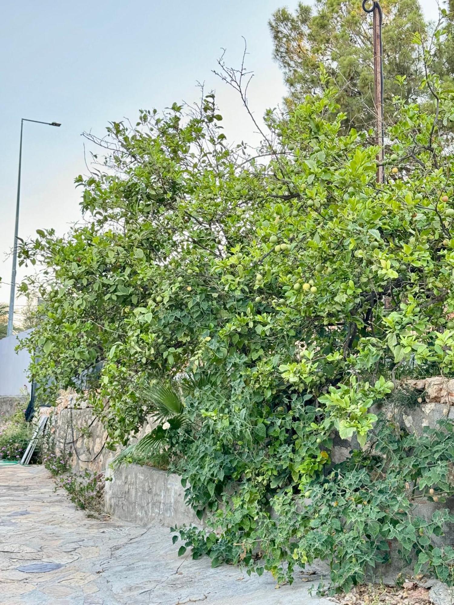Rose Hotel B&B パタラ エクステリア 写真