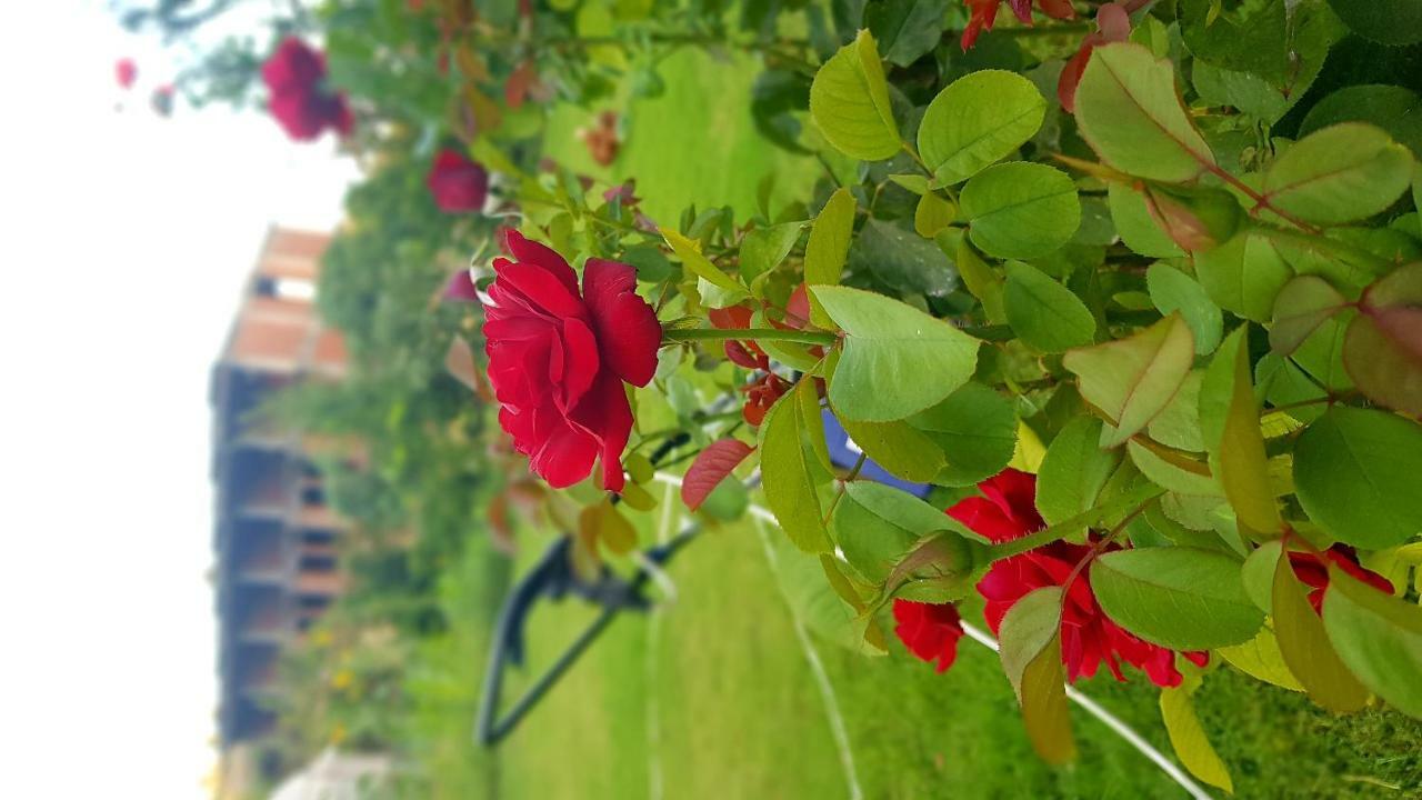 Rose Hotel B&B パタラ エクステリア 写真